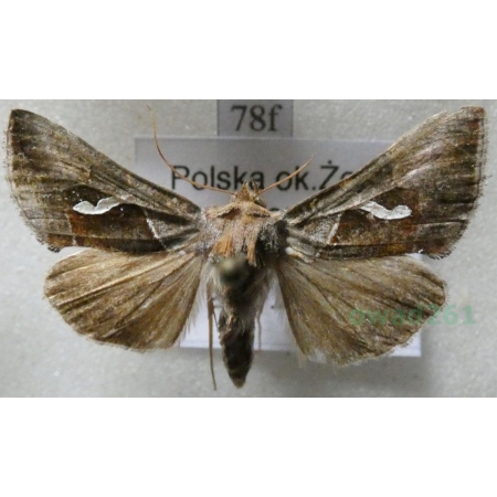 Macdunnoughia confusa (Stephens, 1850) Błyszczka kroplówka Poland78f
